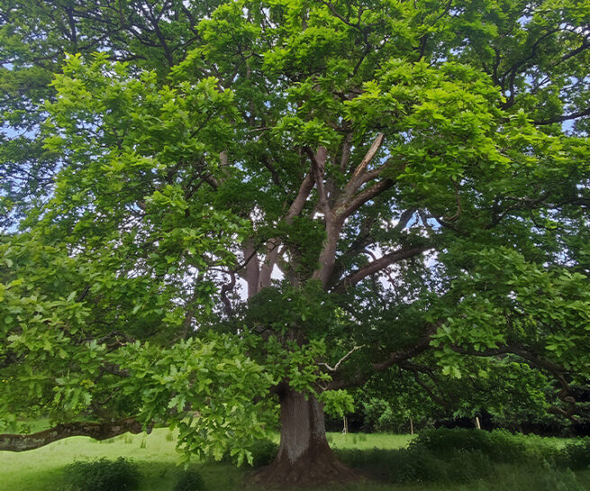 Lairakeen Estate - Murray & Associates Landscape Architecture