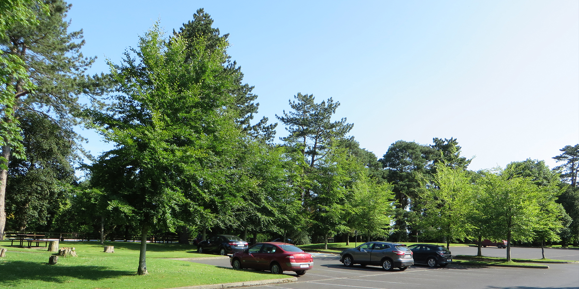 Irish National Stud & Japanese Garden's Car Park - Murray & Associates Landscape Architecture