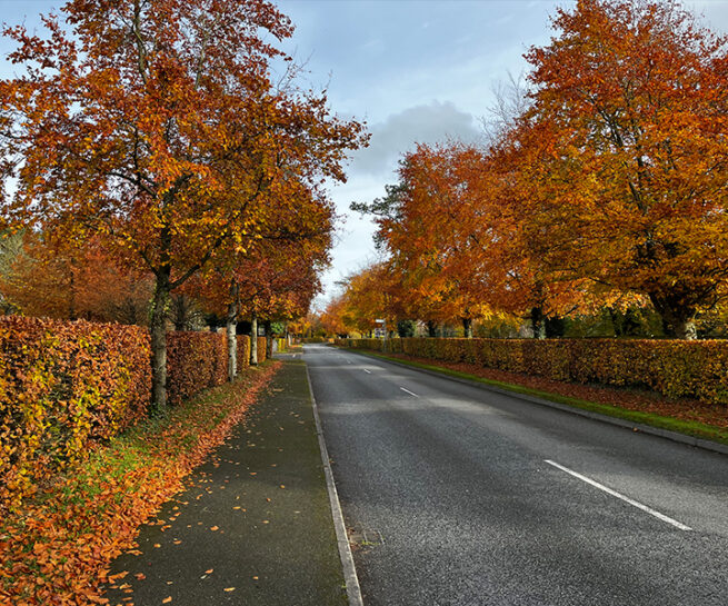 Irish National Stud & Japanese Garden's Car Park - Murray & Associates Landscape Architecture