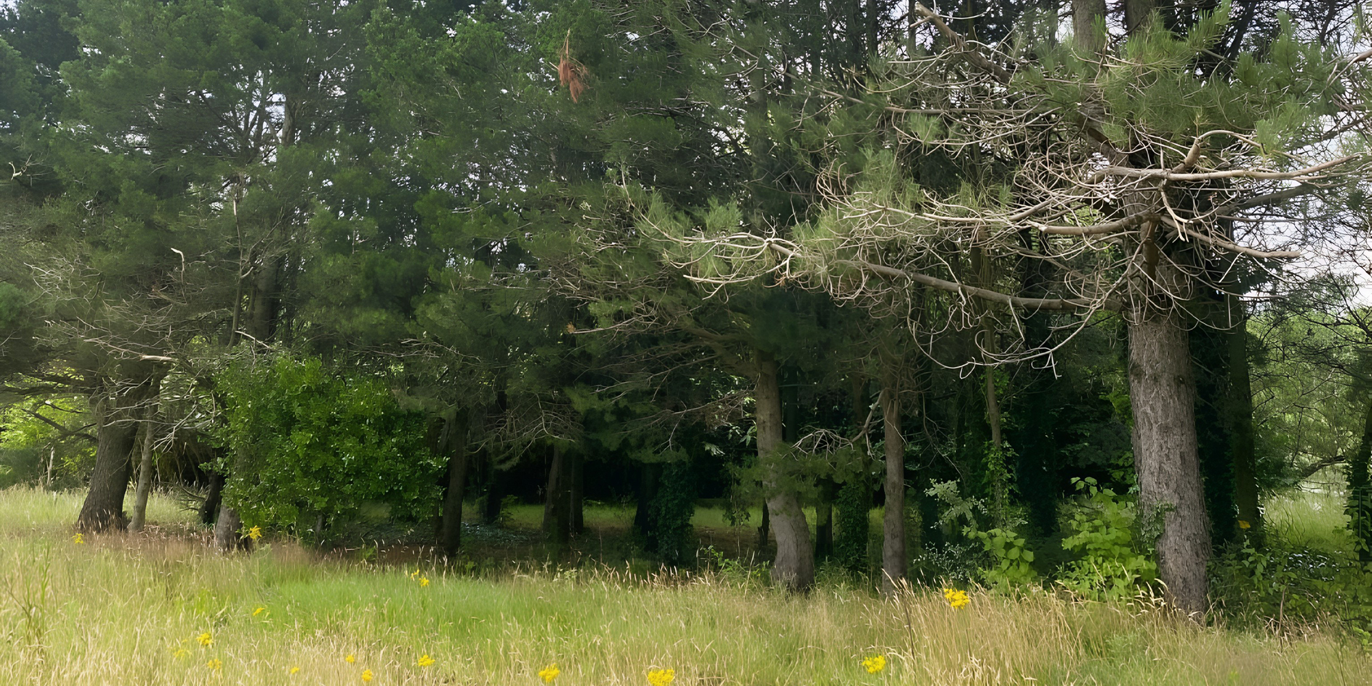 Tree Management - Murray & Associates Landscape Architecture