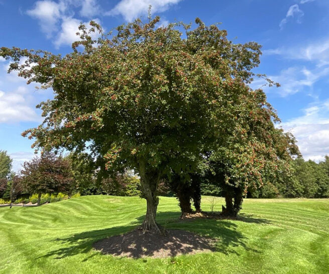 Tree Management - Murray & Associates Landscape Architecture
