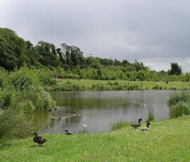 Portlaoise Downs Park - Murray & Associates Landscape Architecture