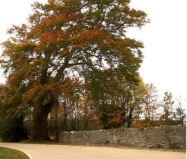 Tullamore Town Park - Murray & Associates Landscape Architecture